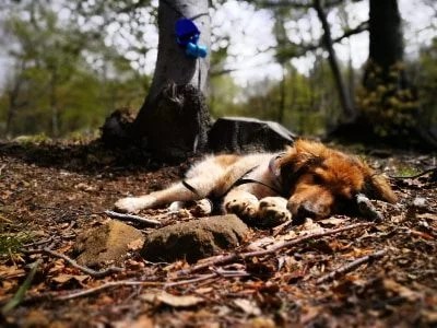 Hoy 21 de Julio se celebra Día Mundial del&nbsp;Perro