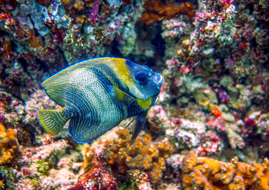 Costa Rica y Ecuador logran importantes avances para la extensión de sus plataformas continentales en el Océano&nbsp;Pacífico