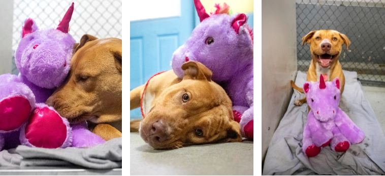 Sisu el perro callejero que enterniece la redes&nbsp;sociales